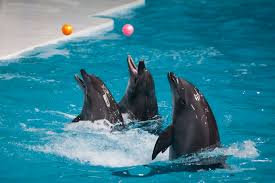 Swim with the Dolphins